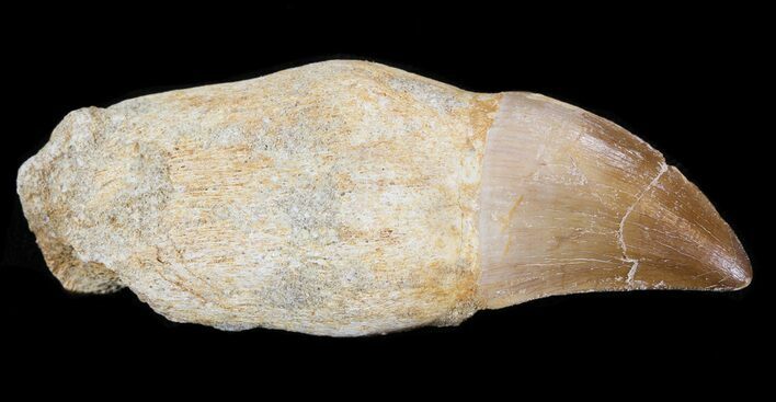 Rooted Mosasaur (Prognathodon) Tooth #43190